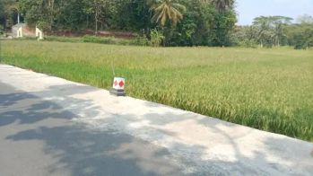 Dijual Tanah Sawah Murah Di Margodadi Sayegan