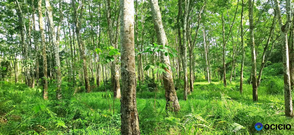 Di jual Tanah Kebun Karet 1,5 H Murah dan Strategis di Sumatera Selatan