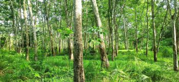 Di jual Tanah Kebun Karet 1,5 H Murah dan Strategis di Sumatera Selatan