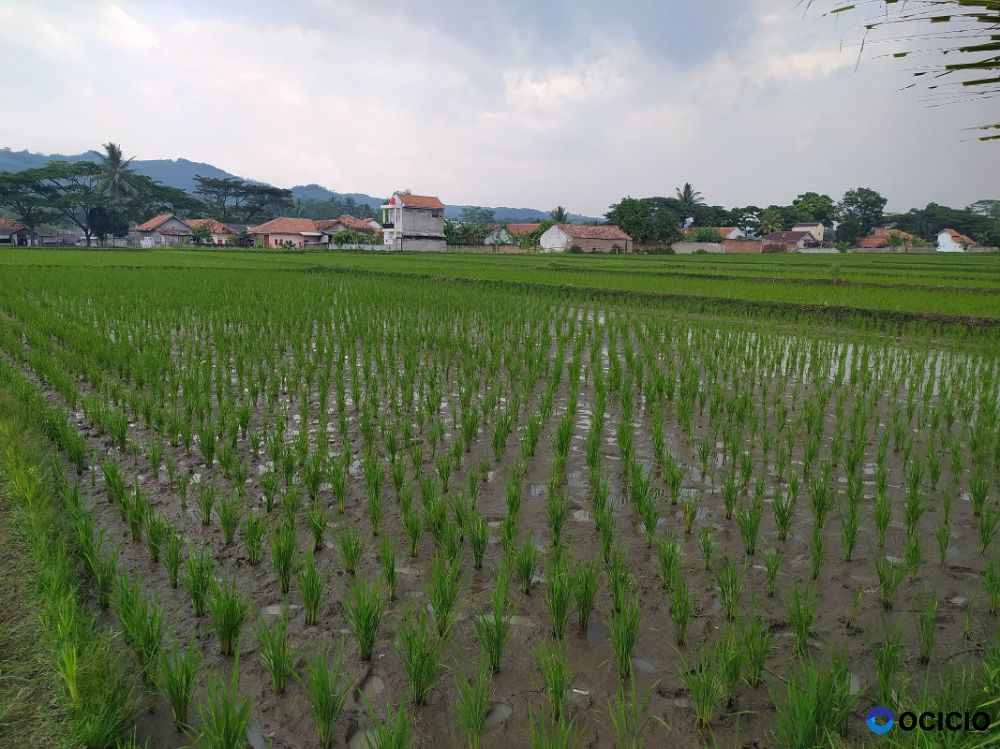 Di Jual Cepat Sawah Produktif