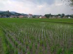 thumbnail-di-jual-cepat-sawah-produktif-0