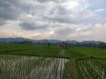 thumbnail-di-jual-cepat-sawah-produktif-3