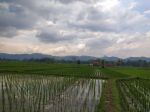 thumbnail-di-jual-cepat-sawah-produktif-1