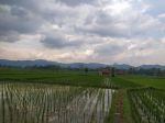 thumbnail-di-jual-cepat-sawah-produktif-2