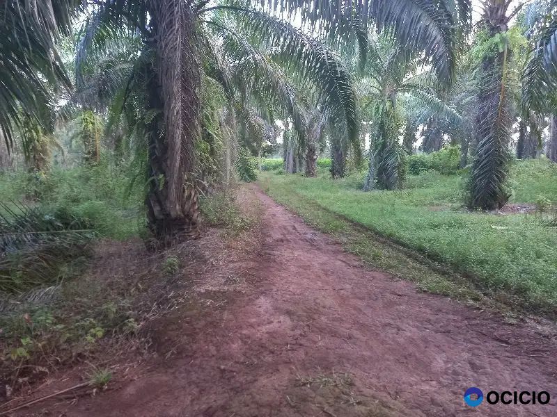 tanah 30 hektar dekat jalan lintas bumi ratu lampung tengah