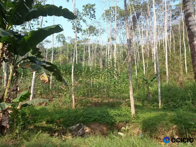 tanah bukit 10 hektar pugung tanggamus