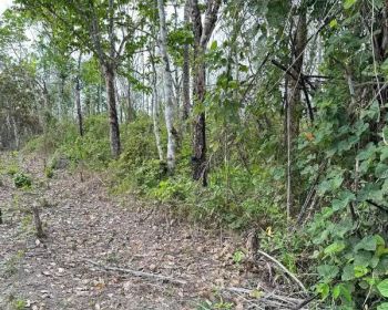 Tanah 468 hektare di way kanan