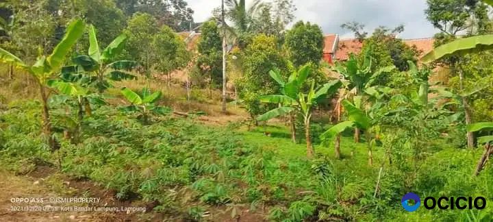 tanah 430 meter di belakang SPN kemiling