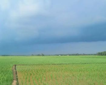 sawah 100 hektar di palas lampung selatan