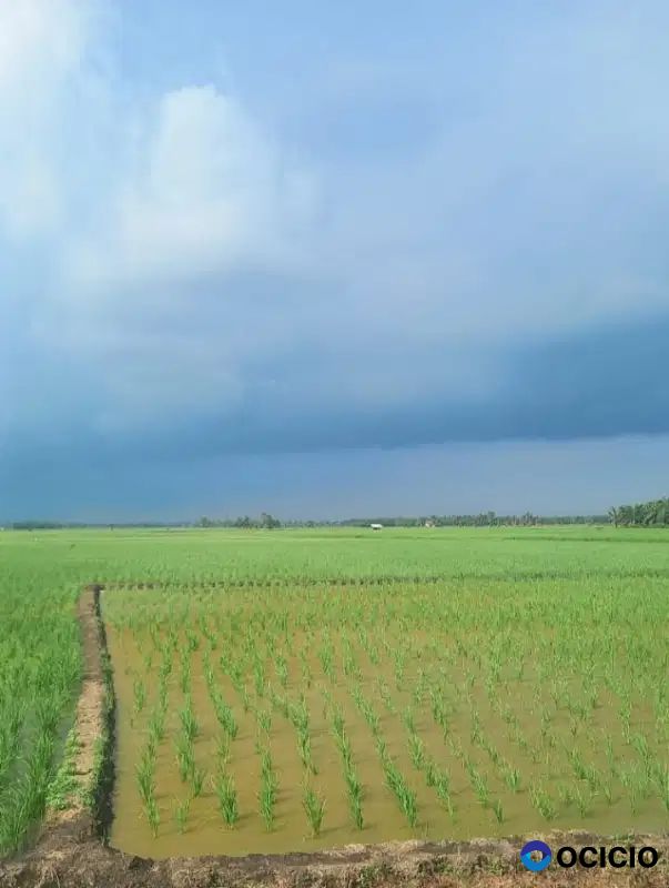 sawah 100 hektar di palas lampung selatan