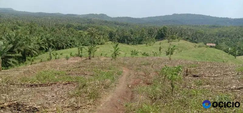 tanah 4,5 hektar di sidomulyo lampung selatan