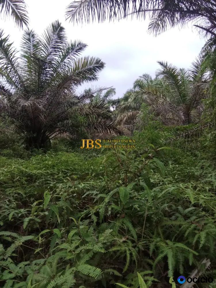 Dijual Tanah di Desa Ujung Deleng Kec. Sibolangit