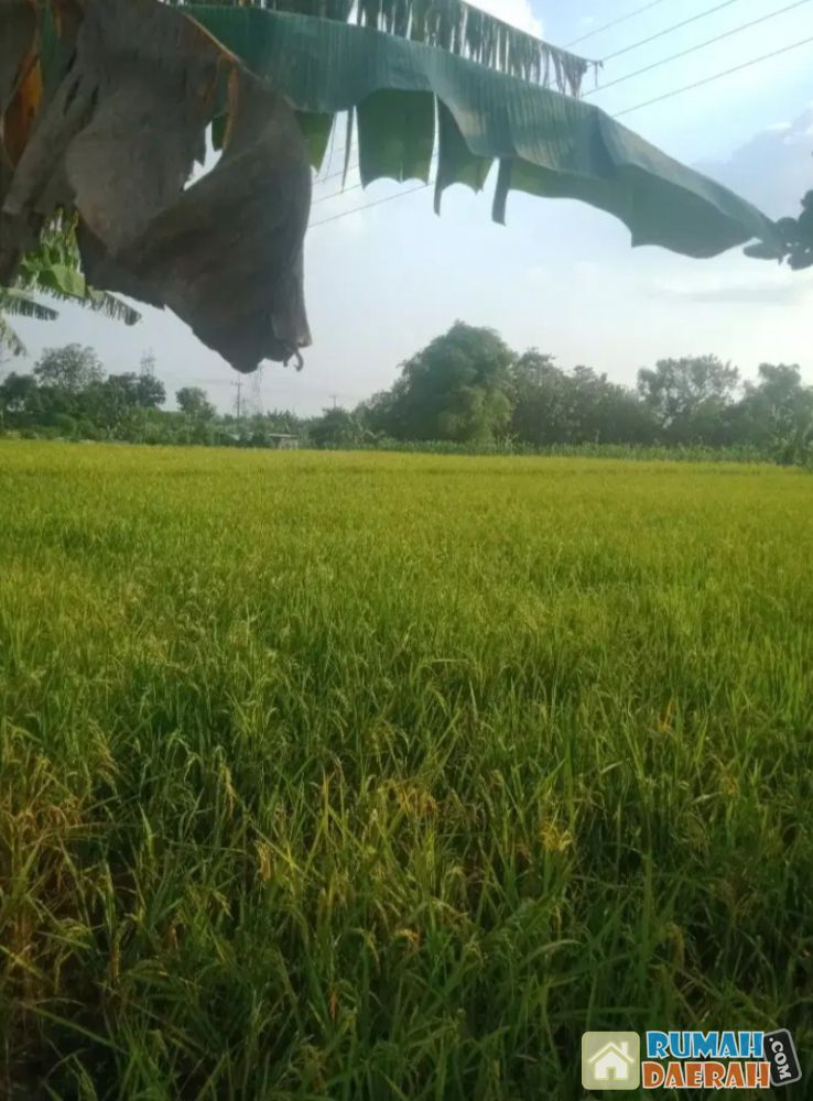 Tanah landean balong banggang gersik