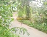 thumbnail-dijual-tanah-kebun-di-desa-tarean-kec-silinda-kab-serdang-bedagai-9