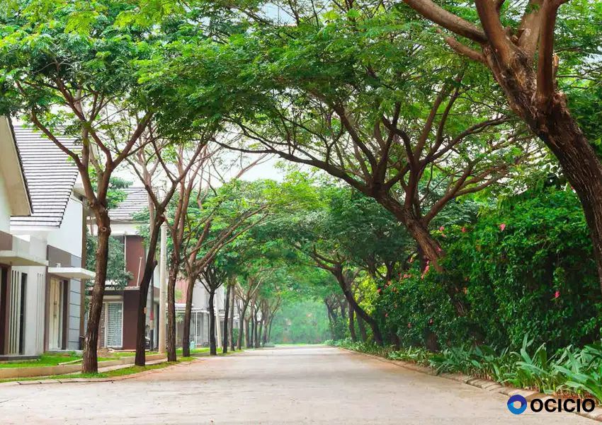 Magnolia Residence Tipe Rose