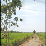 thumbnail-tanah-sawah-murah-ds-balong-garut-kerembung-nego-sampai-dil-2