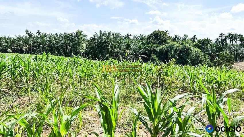 Dijual Tanah Kebun Buah Gn. Rintih - Kec. Sinembah Tj. Muda Hilir