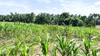 Dijual Tanah Kebun Buah Gn. Rintih - Kec. Sinembah Tj. Muda Hilir