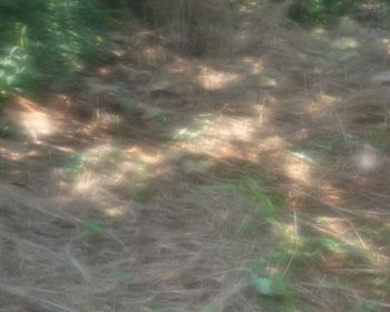 Jual tanah bogor jonggol harga murah sekali