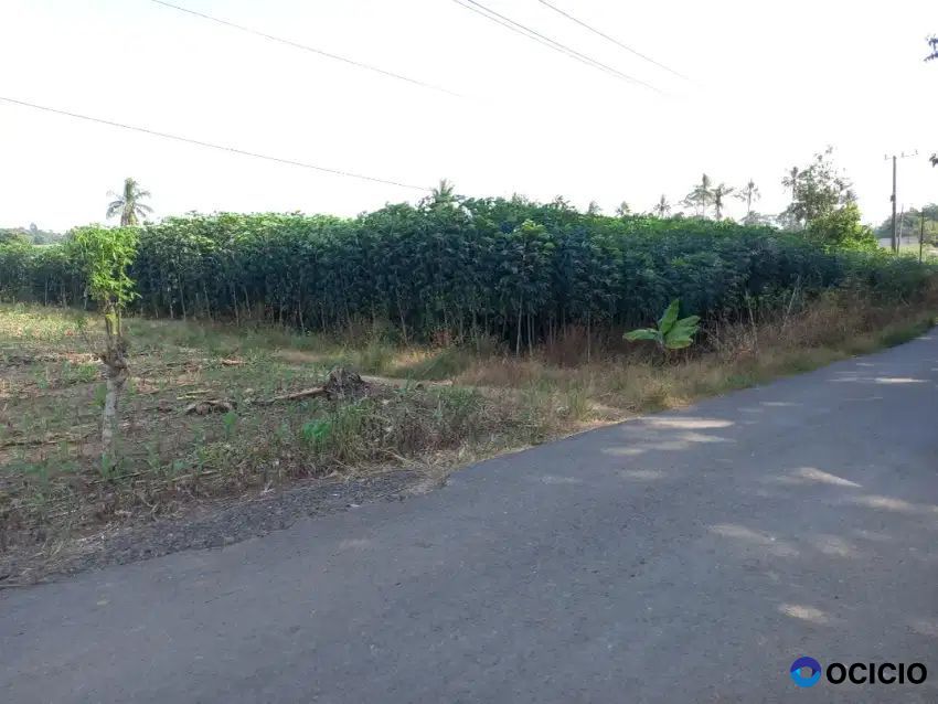 Tanah pinggir jalan aspal di natar