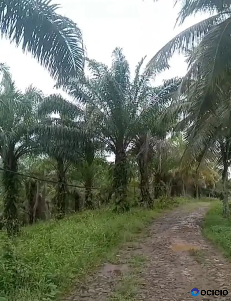 Kebun sawit dan kelapa di tanjungan lampung selatan