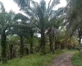 Kebun sawit dan kelapa di tanjungan lampung selatan