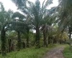 thumbnail-kebun-sawit-dan-kelapa-di-tanjungan-lampung-selatan-0