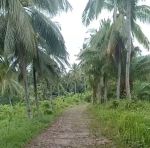 thumbnail-kebun-sawit-dan-kelapa-di-tanjungan-lampung-selatan-1