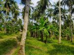 thumbnail-tanah-kebun-kelapa-di-sidomulyo-1