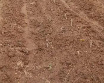 Tanah kebun di rulung raya natar