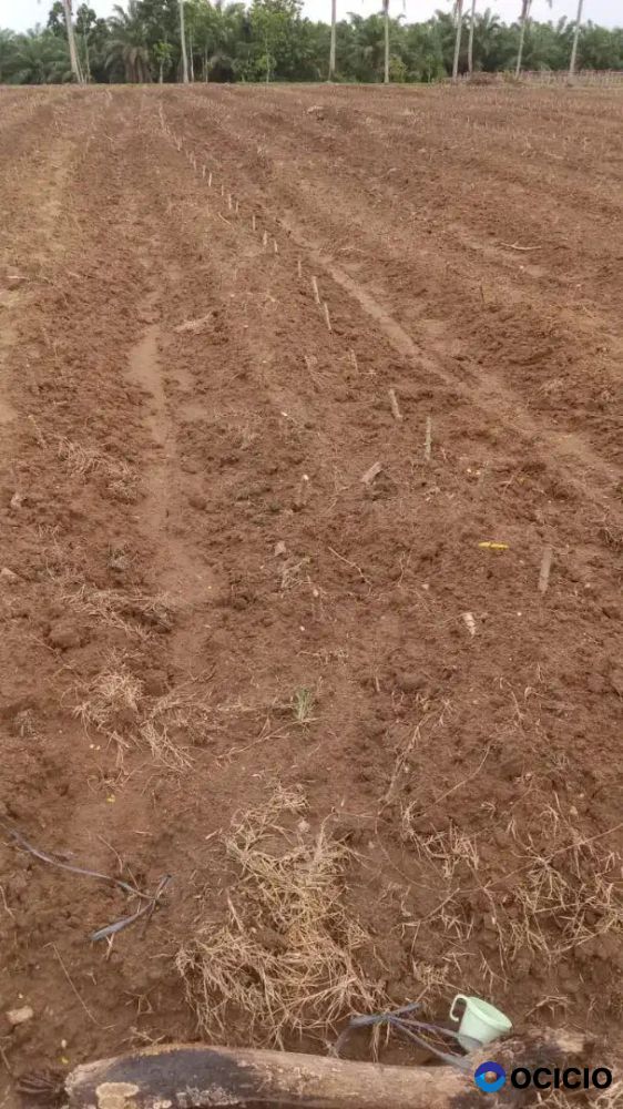 Tanah kebun di rulung raya natar