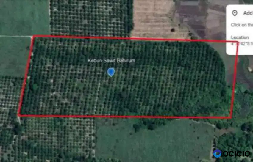 Kebun sawit 10 hektar di bunga mayang lampung utara