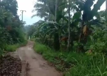 Tanah 25 hektar di pugung tanggamus