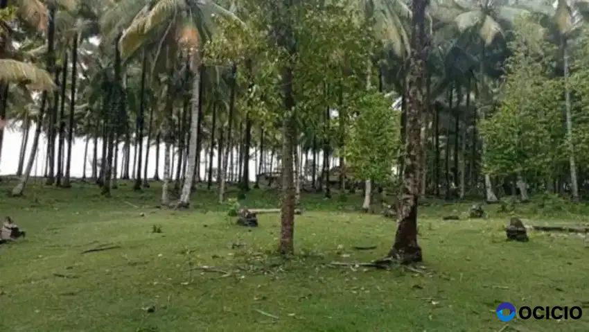 Tanah pantai di tanjung setia krui pesisir barat