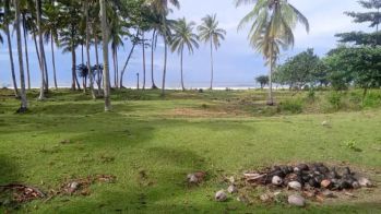 Tanah pantai 1 hektar di mandiri krui pesisir barat