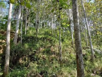 Tanah kebun jabon 10 hektare di pugung tanggamus