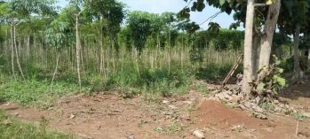 Tanah 8500 meter di negri sakti pesawaran