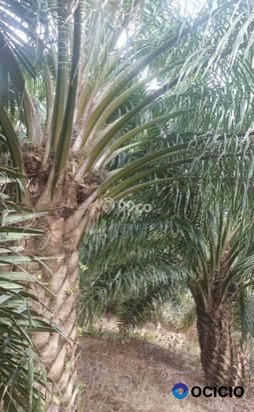 Sale Tanah: Kebun sawit