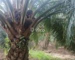 thumbnail-sale-tanah-kebun-sawit-2