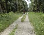 thumbnail-sale-tanah-kebun-sawit-1