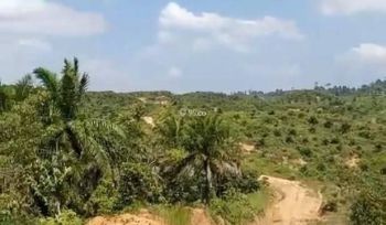 Sale Tanah: Kebun sawit