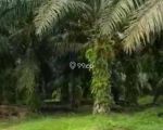 thumbnail-kebun-sawit-dijual-aceh-timur-7000-hektar-1