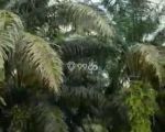 thumbnail-kebun-sawit-dijual-aceh-timur-7000-hektar-2