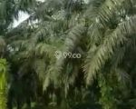 thumbnail-kebun-sawit-dijual-aceh-timur-7000-hektar-0