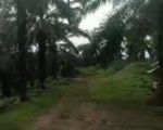 thumbnail-kebun-sawit-dijual-1000h45jth-perbatasan-aceh-timur-0