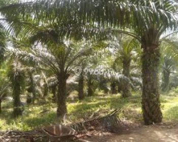 Sale Tanah: Kebun sawit dijual