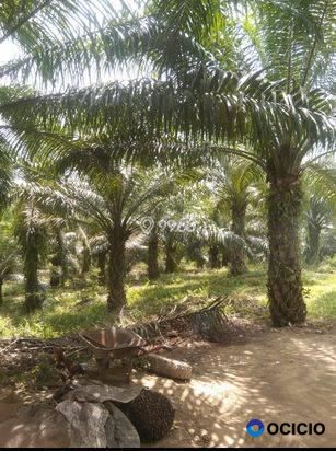 Sale Tanah: Kebun sawit dijual