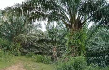 Kebun sawit Aceh jaya