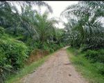 thumbnail-kebun-sawit-aceh-jaya-1