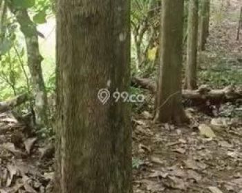 Sale Tanah: Kebun jati di jual